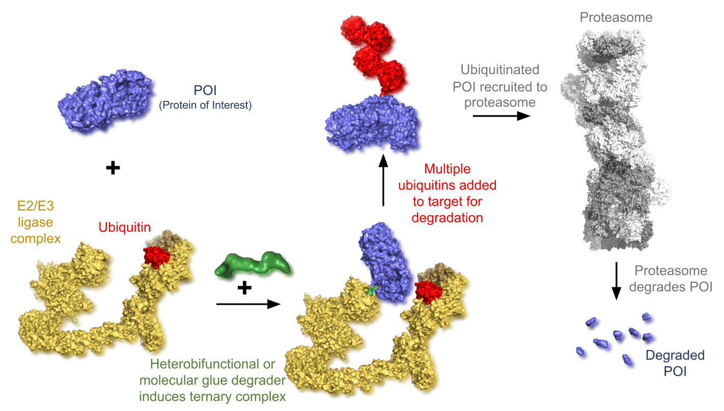 POI (protein of interest) added to E2/E3 ligase complex, with ubiquitin. Multiple ubiquitous added to target for degradation. Ubiquitinated POI recruited to proteasome. Proteasome degrades POI.